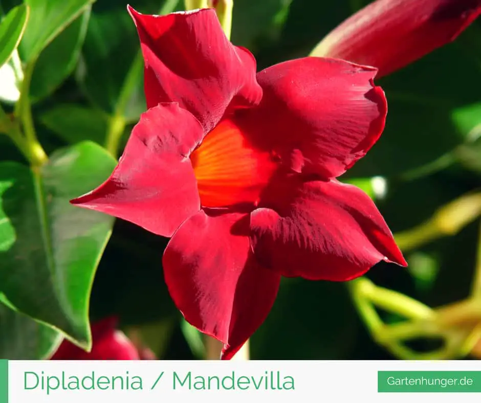 Dipladenia | Mandevilla: Pflege von schneiden, überwintern bis vermehren.