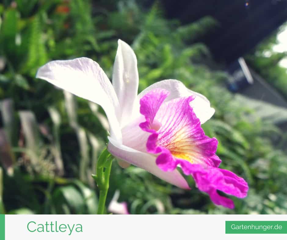 Cattleya Pflege