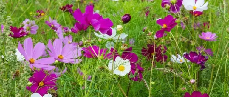 Cosmea Pflege von Standort, Bewässerung, Düngung bis Schnitt