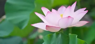 Lotusblume Pflege Von Standort Bewasserung Dungung Bis Schnitt